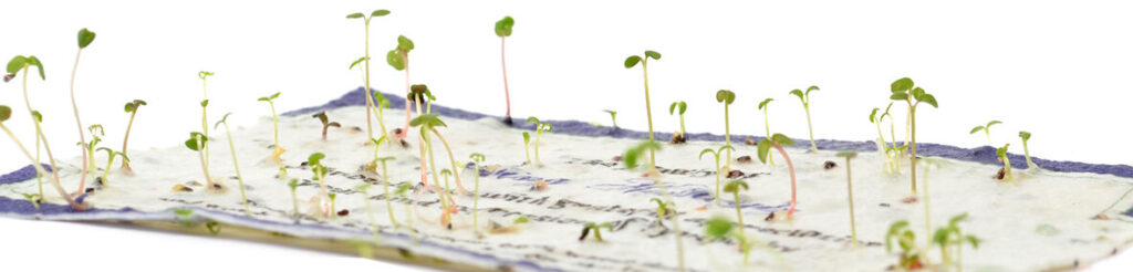 sprouting seed paper